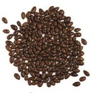 GIRASOL ACHOCOLATADO COLOR CHOCOLATE